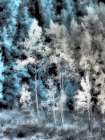 USA-Idaho-Aspens a with soft focus Art Print